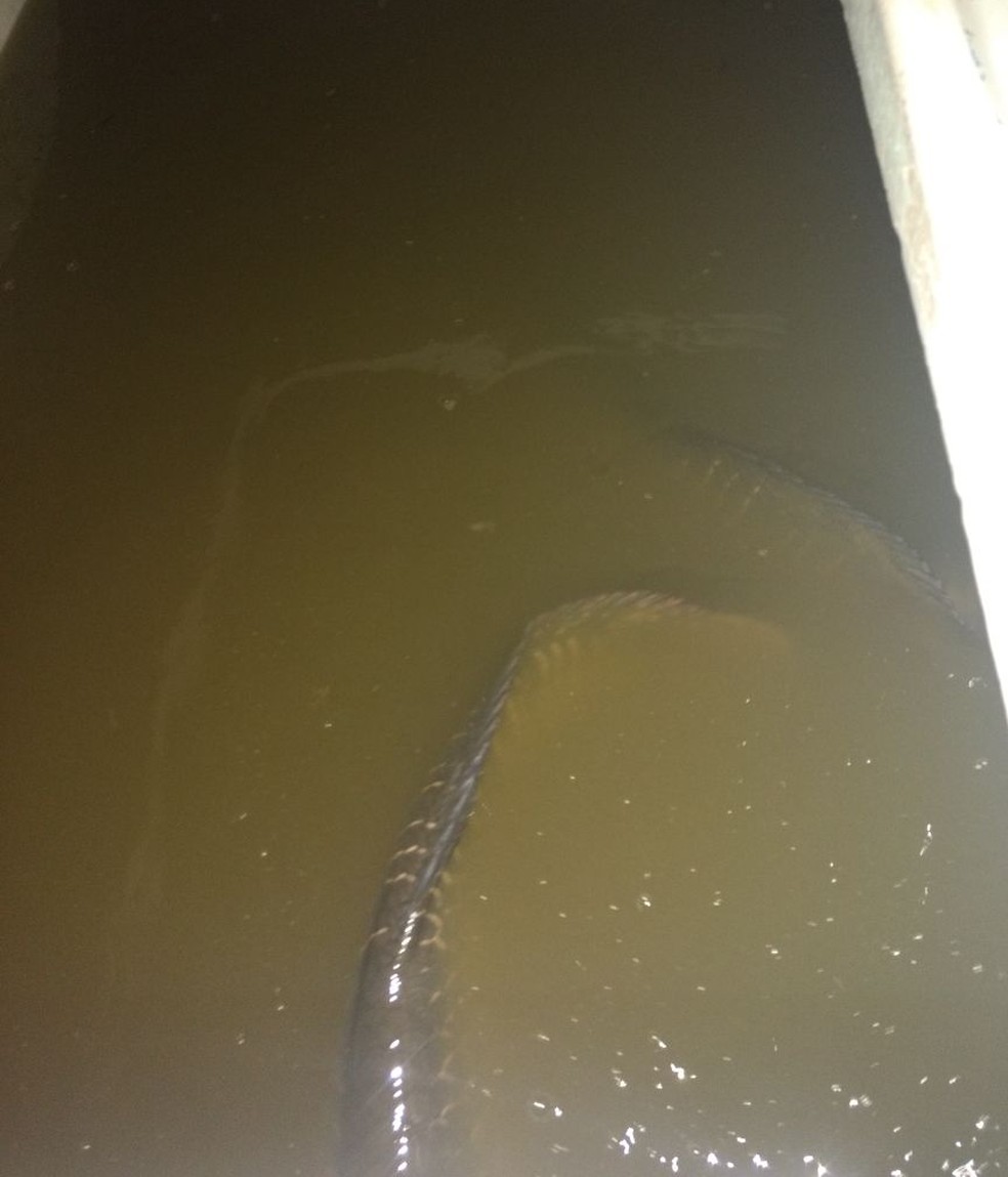 Caminhão com 30 peixes da espécie pirarucu é apreendido na 