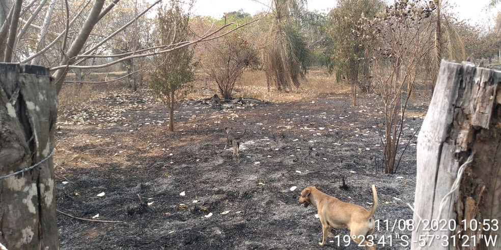 Em meio ao cerrado queimado, animais tentam sobreviver — Foto: PMA/Divulgação
