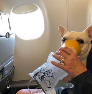 Comissários de bordo salvam cachorra que não estava respirando durante voo (Foto: Reprodução / Facebook)