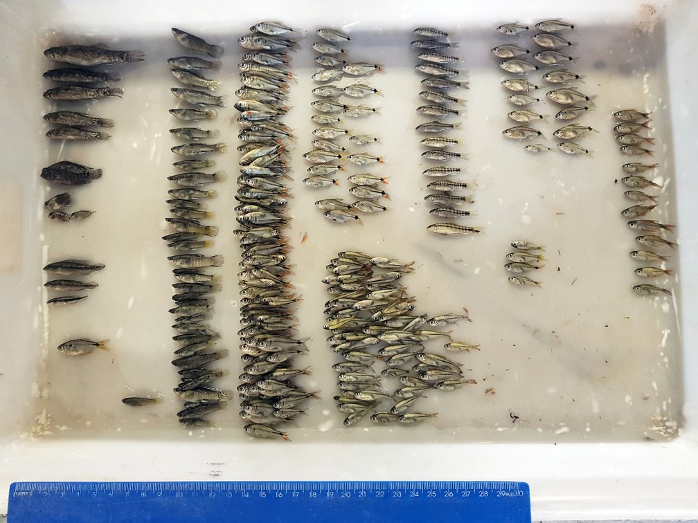 Pesquisadores do Cemafauna coletam e estudam diferentes espécies de peixes no Rio São Francisco — Foto: Divulgação/Cemafauna/Univasf