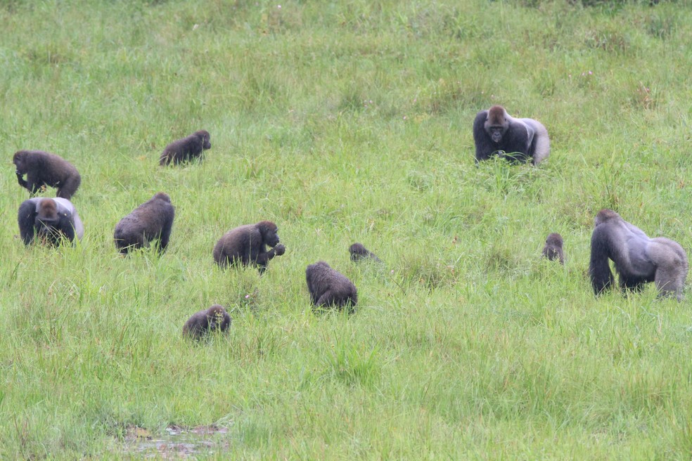 Três grupos de gorilas se relacionam pacificamente enquanto se alimentam no Parque Nacional de Nouabale-Ndoki, na República do Congo — Foto: Wildlife Conservation Society