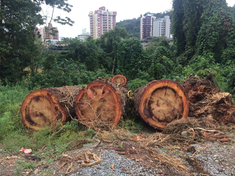 Araucária centenária estava na rua Itajaí, em Blumenau — Foto: Acaprena/ Arquivo pessoal
