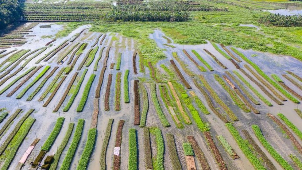 Os jardins flutuantes de Bangladesh sobem e descem com o aumento das águas — Foto: ALAMY