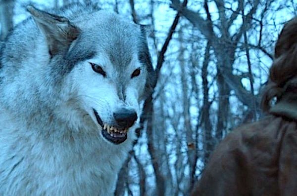 O lobo gigante da personagem Arya Stark na série Game of Thrones (Foto: Reprodução)
