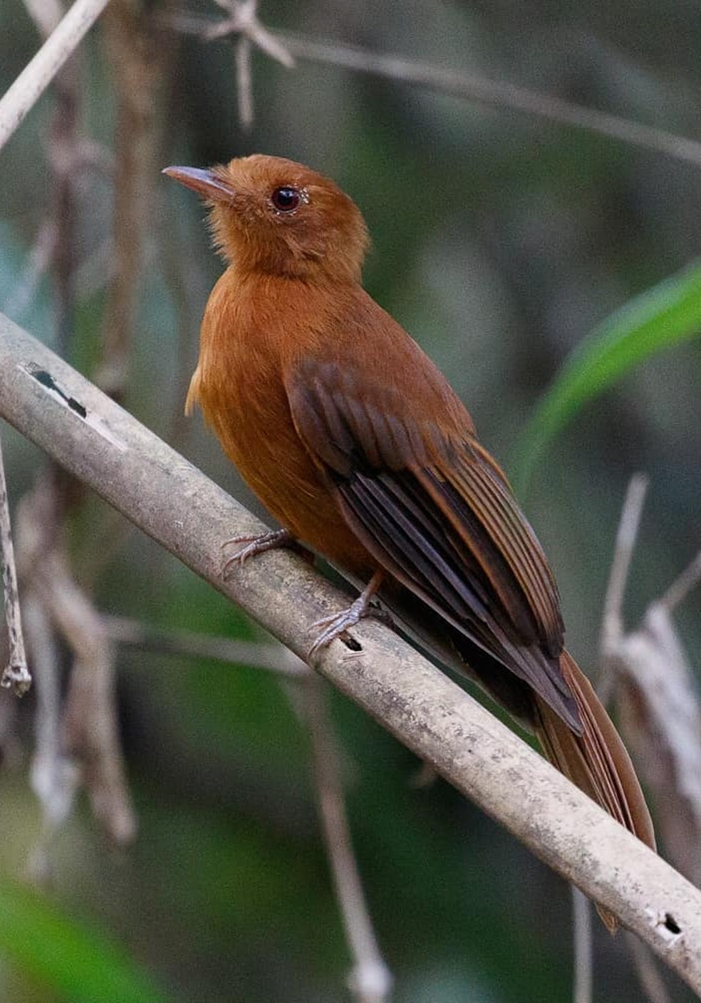 Flautim-rufo foi registrado pela observadora e fotógrafa de aves Silvia Linhares em Rio Branco (AC) — Foto: Silvia Linhares/Arquivo Pessoal