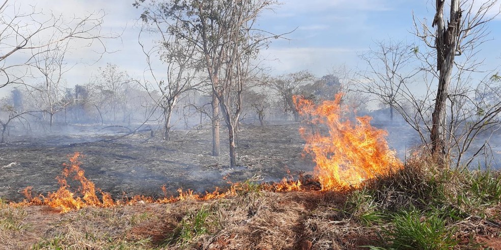 Fogo atingiu reserva ambiental em Presidente Epitácio — Foto: Djalma Weffort/Apoena
