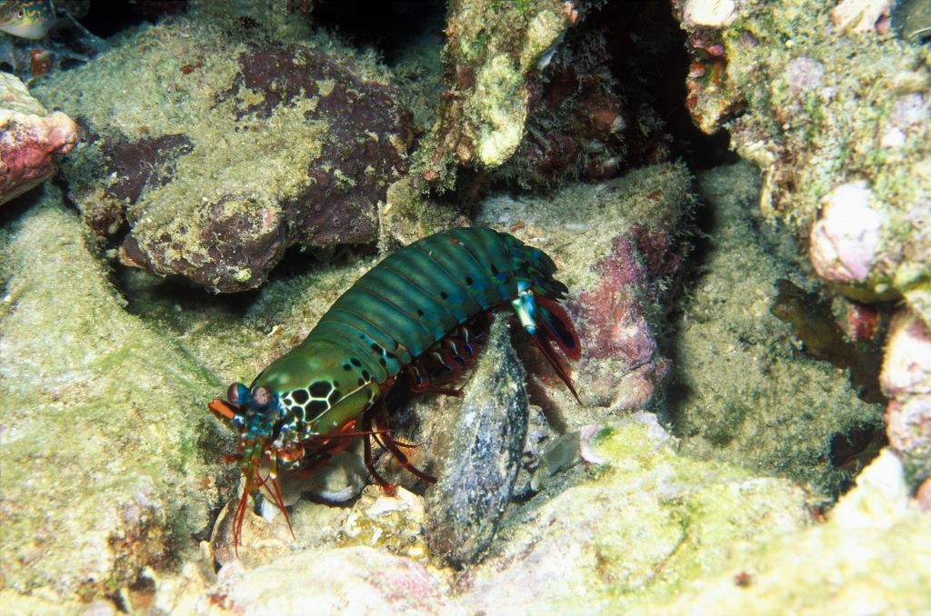 Peacock mantis shrimp (Odontodactylus scyllarus), Andaamn Sea. (Photo by Michel JOZON/Gamma-Rapho via Getty Images) (Foto: Gamma-Rapho via Getty Images)