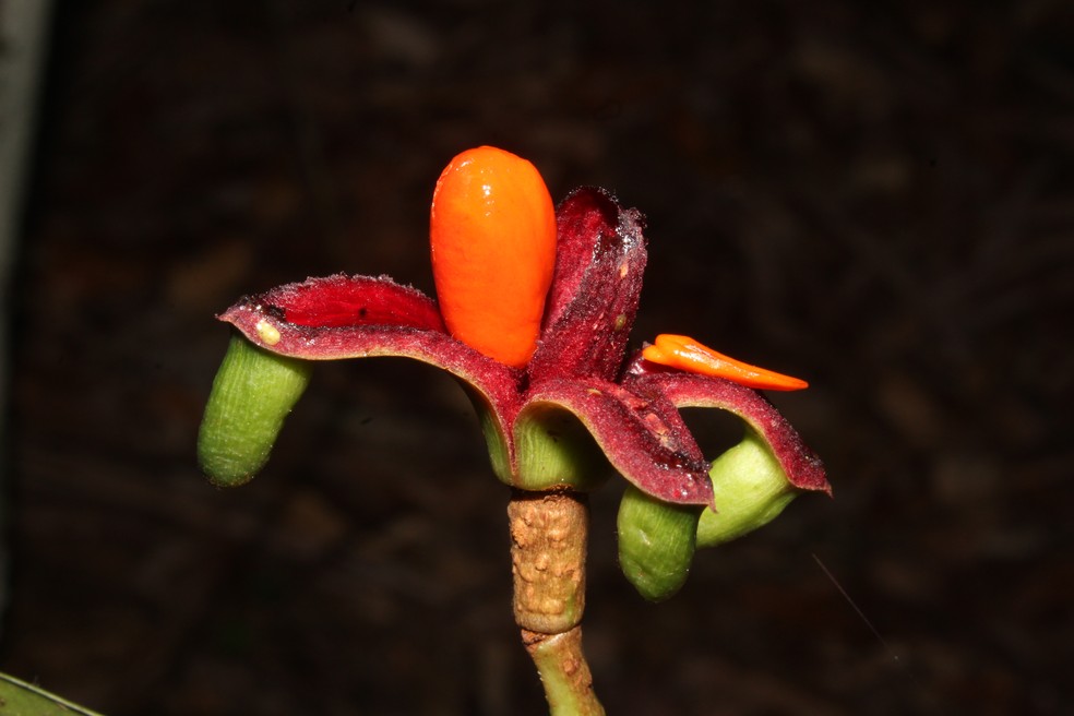 Tovomita cornuta, nova espécie de planta nativa da Amazônia. Planta já está ameaçada de extinção. — Foto: Layon Oreste Demarchi/Divulgação