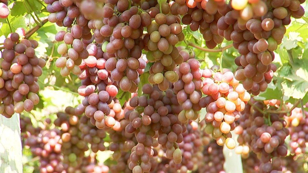 Produtores do Noroeste Paulista colhem safra de uva — Foto: TV TEM/Reprodução 