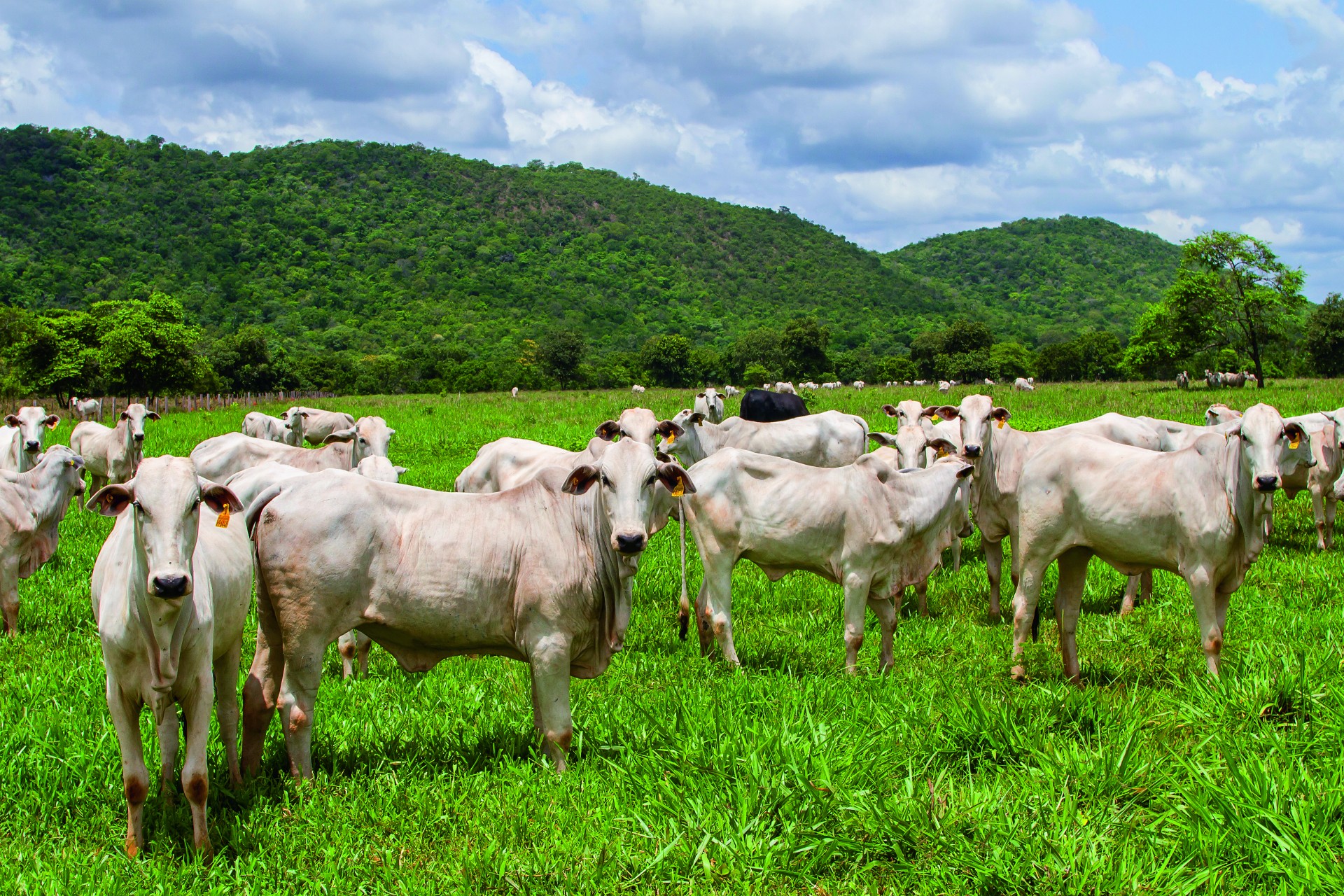 Na foto, criação de gado do pecuarista Caio Penido. 70% de seu rebanho têm manejo rotacionado para contribuir com a fixação do carbono no solo (Foto: Divulgação)