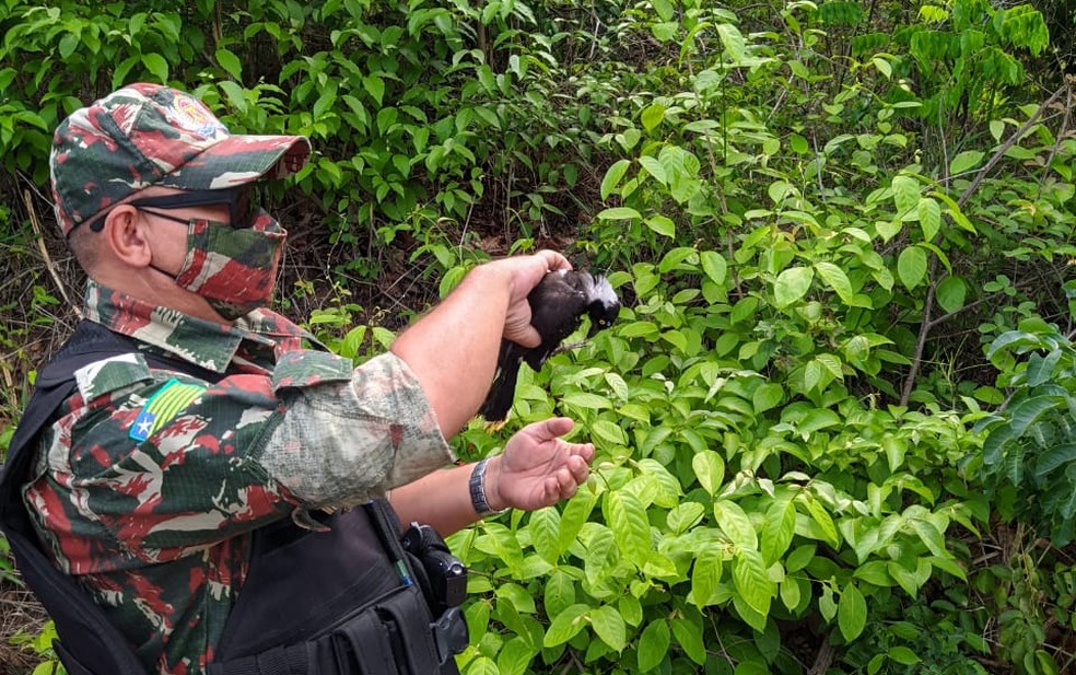 Polícia Ambiental resgata corujas, papagaio e outros pássaros silvestres na zona rural de Teresina — Foto: Polícia Militar Ambiental