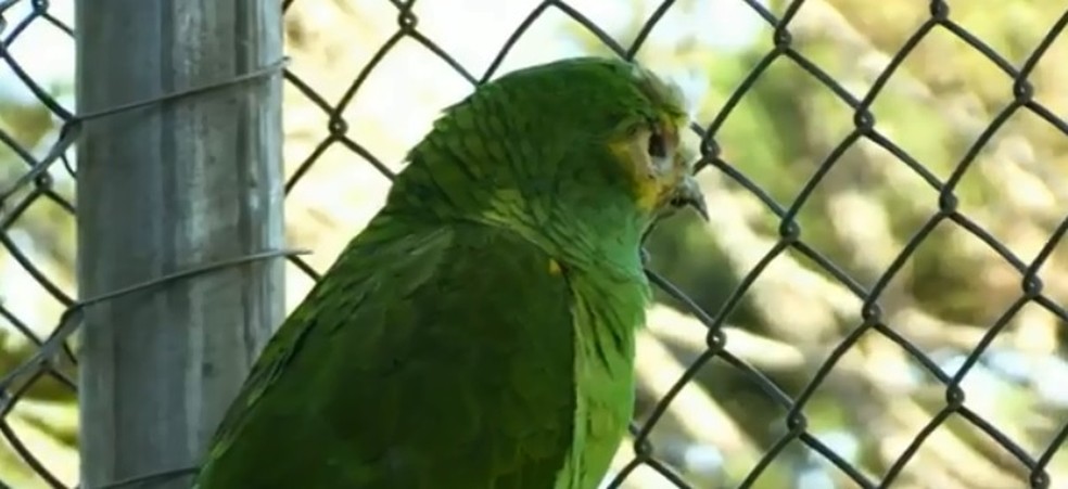 Papagaio Freddy Krueger, do ZoolÃ³gico de Cascavel, coleciona histÃ³rias curiosas â€” Foto: ReproduÃ§Ã£o/RPC