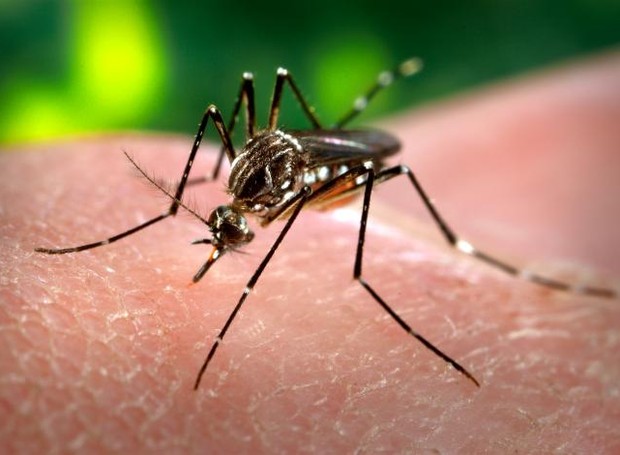 Aedes aegypti: transmissor da zika, da dengue e da febre chikungunya (Foto: CDC-Gathany)