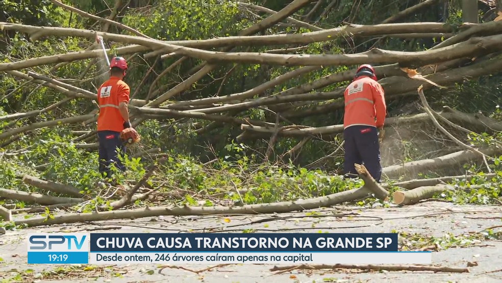 Trabalhadores da Prefeitura de SP removendo árvores.  — Foto: Reprodução/ TV Globo