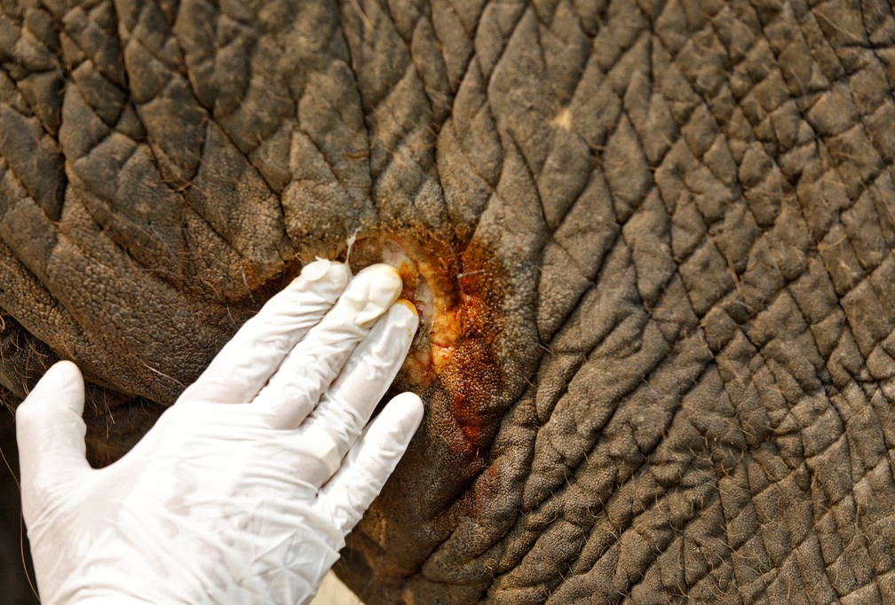 Veterinário cuida de ferida de elefante em hospital especial na Índia — Foto: REUTERS/Anushree Fadnavis