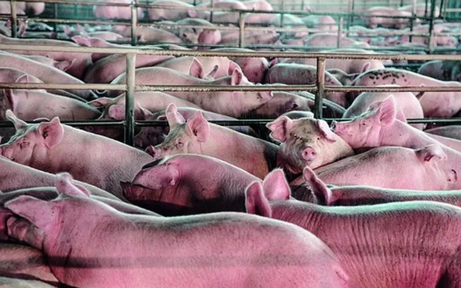 Abate de suínos no Brasil atingiu novo recorde em 2022