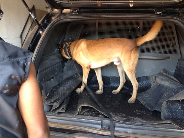 Os cães estão sendo treinados para ajudarem no combate ao tráfico de drogas em Guajará-Mirim. (Foto: Júnior Freitas/G1)