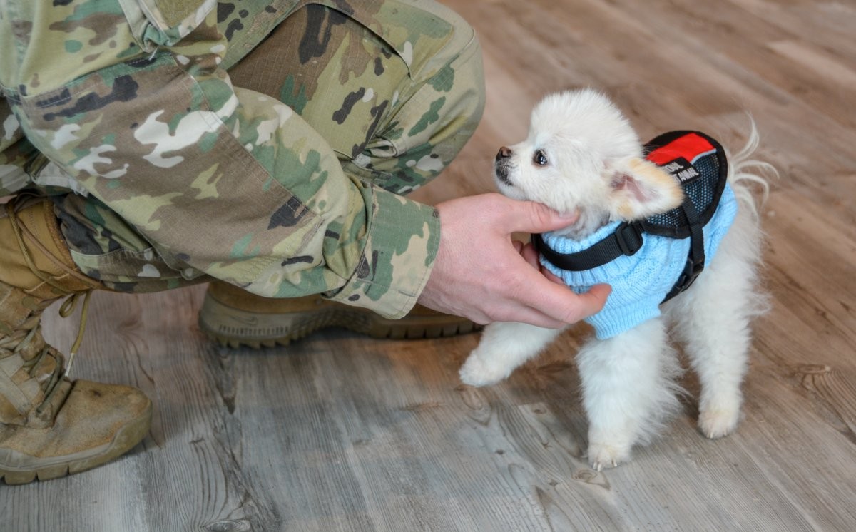 O emparelhamento de veteranos e cães de serviço está associado a um menor grau de TEPT (Foto: Flickr/ Pennsylvania National Guard/ CreativeCommons)