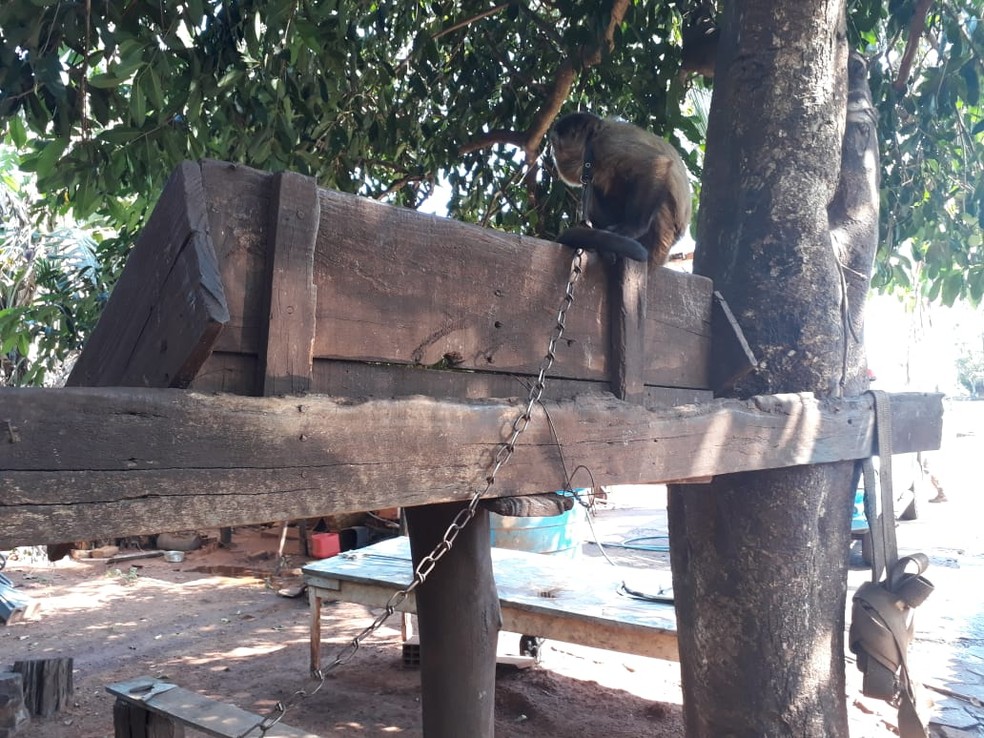 Animal fica em coleira e amarrado em árvore, diz polícia (Foto: PMA/Divulgação)