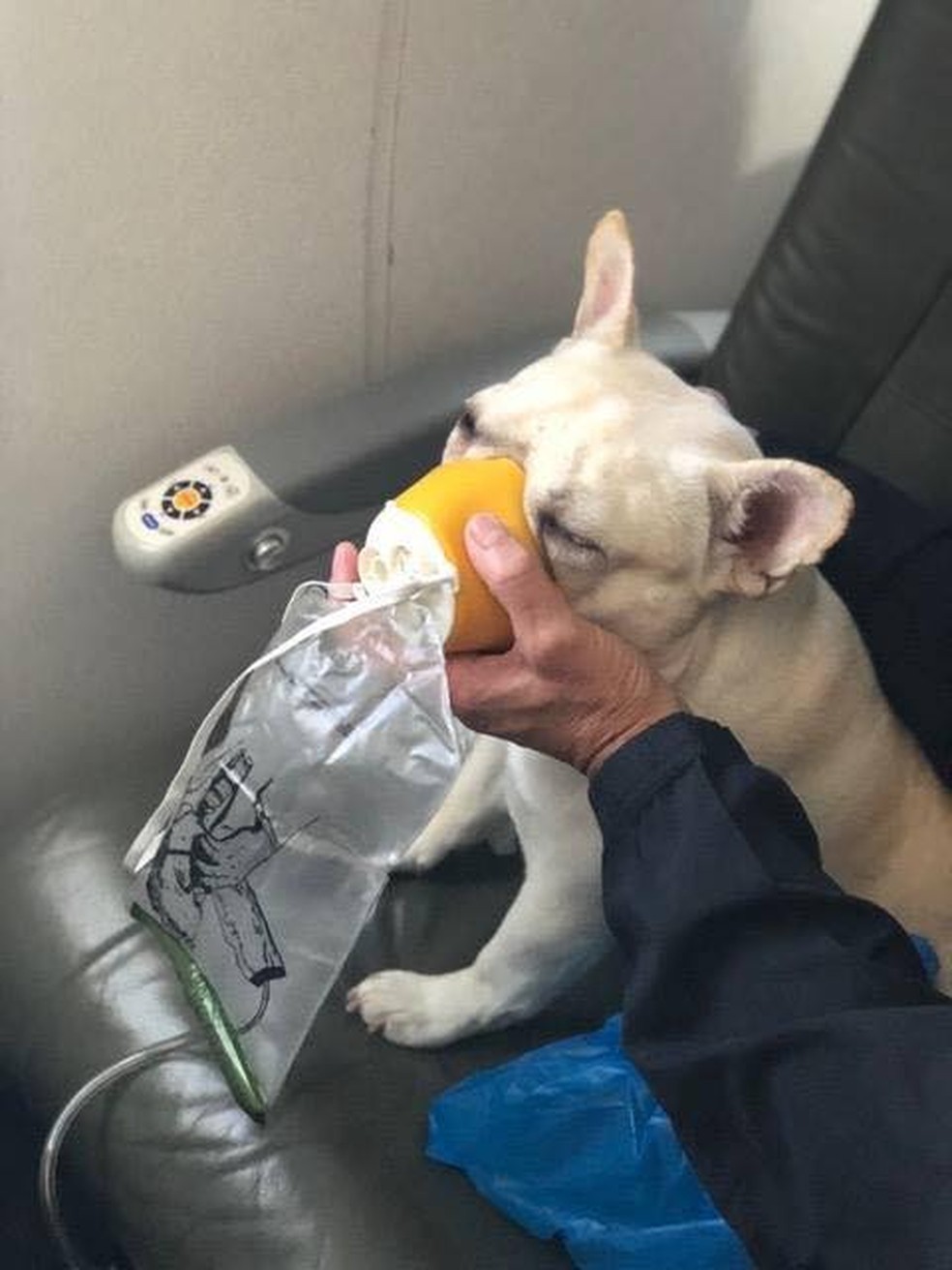 Cachorro recebe atendimento em avião após passar mal (Foto: Michele Burt/Reprodução/Facebook)