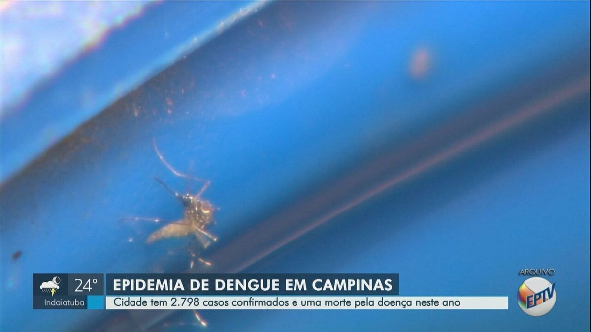 Entienda por qué Campinas tiene una epidemia de dengue, qué está cambiando y cuáles son las directrices  Campinas y región