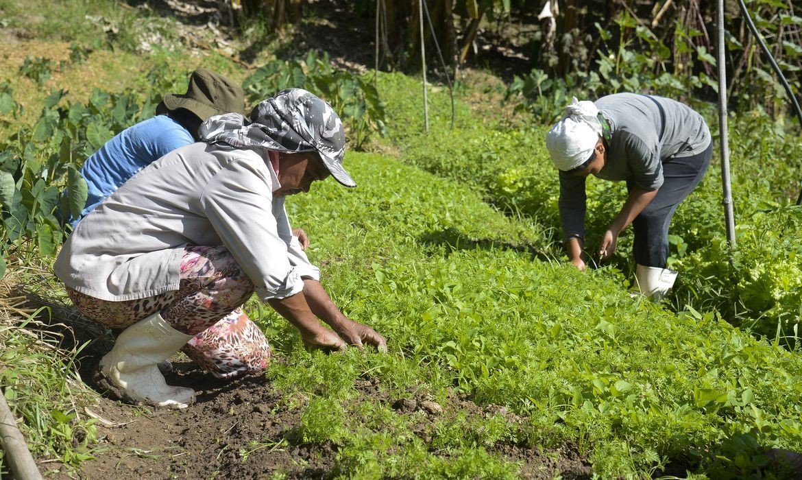 Mulheres agricultoras trabalham em plantação (Foto: Tomaz Silva/Agência Brasil)