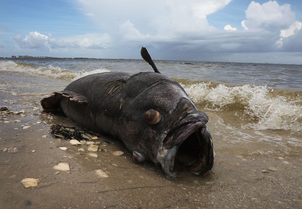 Garoupa gigante é encontrada morta no litoral da Flórida. Várias espécies marinhas estão sendo afetadas pela maré vermelha (Foto: Joe Raedle/Getty Images)