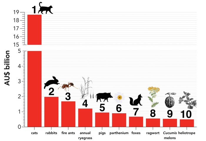 As 10 espécies invasoras que mais geram custos na Austrália  (Foto: Professor Corey Bradshaw, Flinders University)