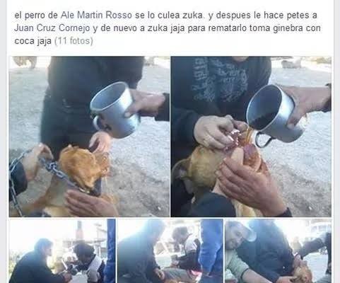 Planeta_Bicho_cachorro_abusado2 (Foto: Reprodução/Facebook)