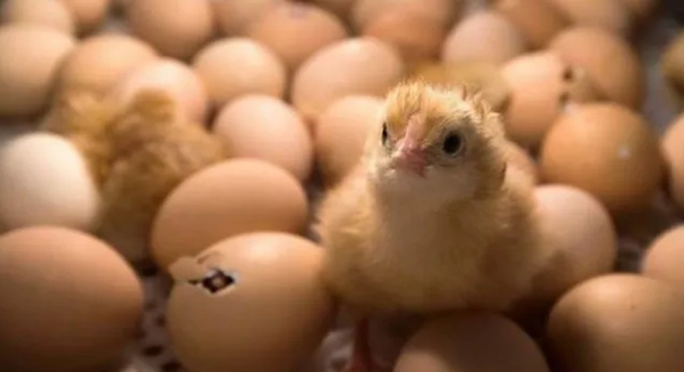 Número de galinhas cresce, produção de ovo bate novo recorde — Foto: Reprodução