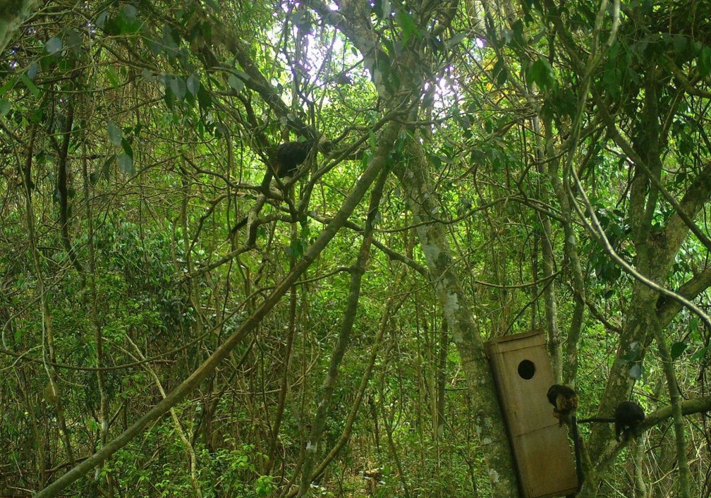 Ocos artificiais são instalados no alto das árvores para simular os ocos naturais que esses macacos usam pra se abrigar durante a noite — Foto: Fernanda Abra