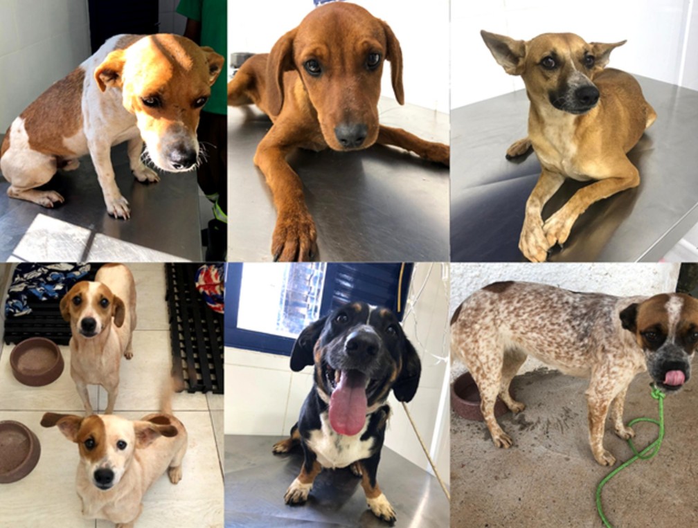 Mural mostra alguns dos c&atilde;es que estavam vagando na rodovia e foram recolhidos pela concession&aacute;ria; um deles j&aacute; ganhou novo lar &mdash; Foto: Entrevias/Divulga&ccedil;&atilde;o