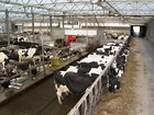 Holanda possui produção de leite moderna e totalmente automatizada