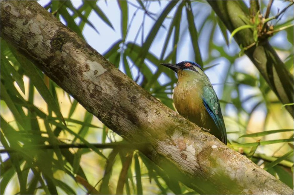 Udu-de-coroa-azul é ave difícil de ser avistada pois permanece a maior parte do tempo em silêncio (Foto: Alexandre Carvalho/VC no TG)