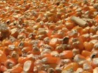 Em Santa Rosa, produção de milho é uma das melhores dos últimos anos
