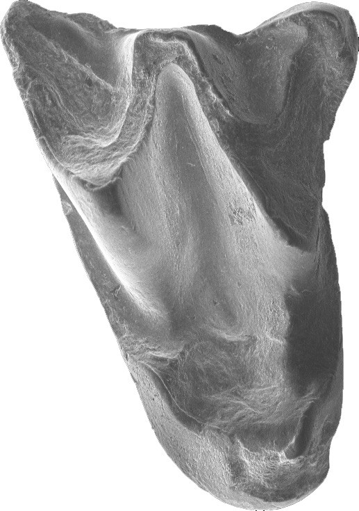 Dente molar superior do morcego Altaynycteris aurora (Foto: Li Qiang)