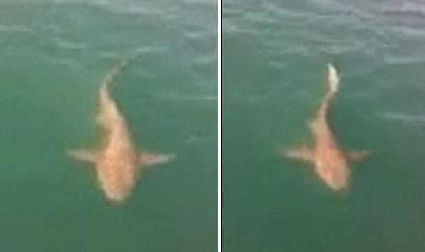 Tubarão foi atacado ao nadar perto de barco (Foto: Reprodução/YouTube/RteiracerVideos)