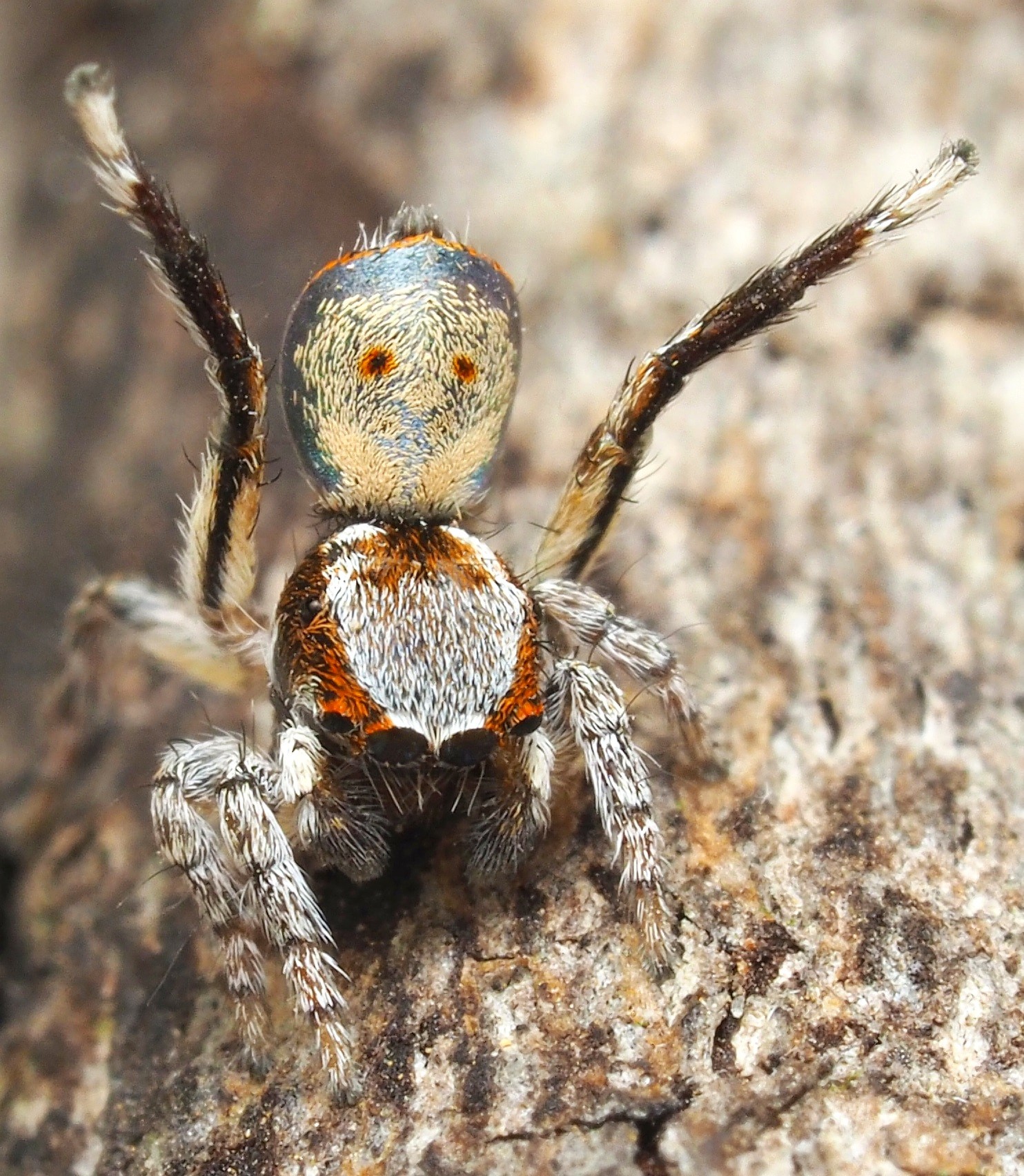 Aranha da espécie Maratus inaquosus (Foto: Divulgação/Museums Victoria)