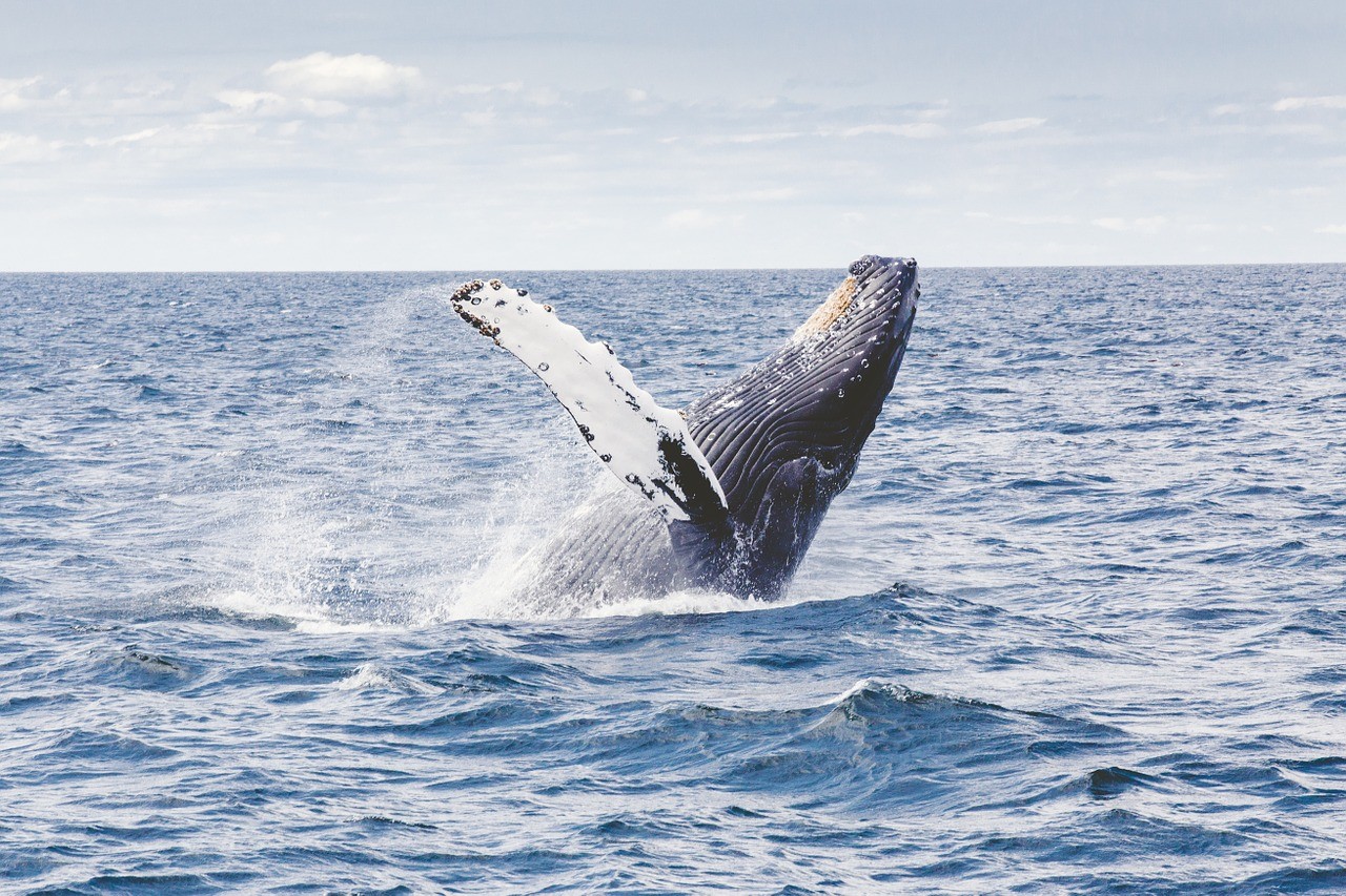 Estudo sugere que baleias migram para cuidar da pele. Acima: baleia-jubarte (Foto: Pixabay)