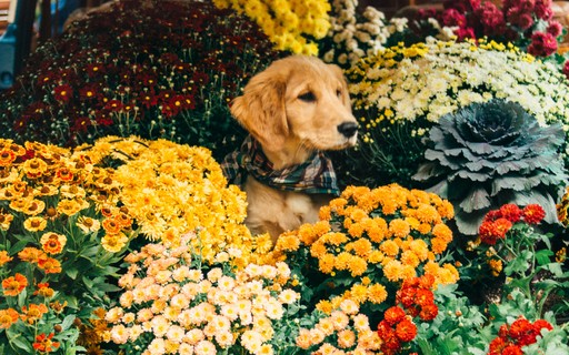 Arvore Da Felicidade é Toxica Para Animais Quais Plantas Cachorros E Gatos Podem Comer Casa Vogue Paisagismo