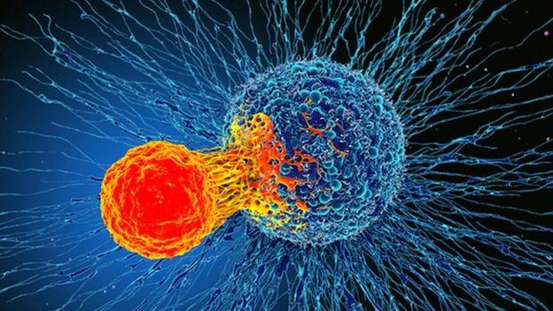BBC - T-cells atacam células cancerosas (Foto: SCIENCE PHOTO LIBRARY)