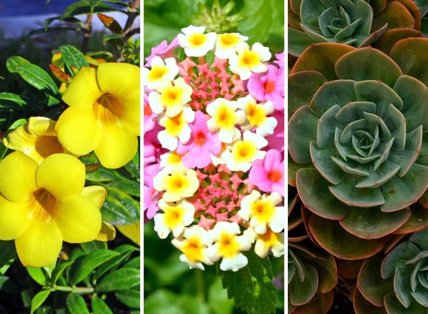 As lantanas, a alamanda e as suculentas são exemplos de espécies de sol pleno (Foto: Montagem: Casa e Jardim / Reprodução)