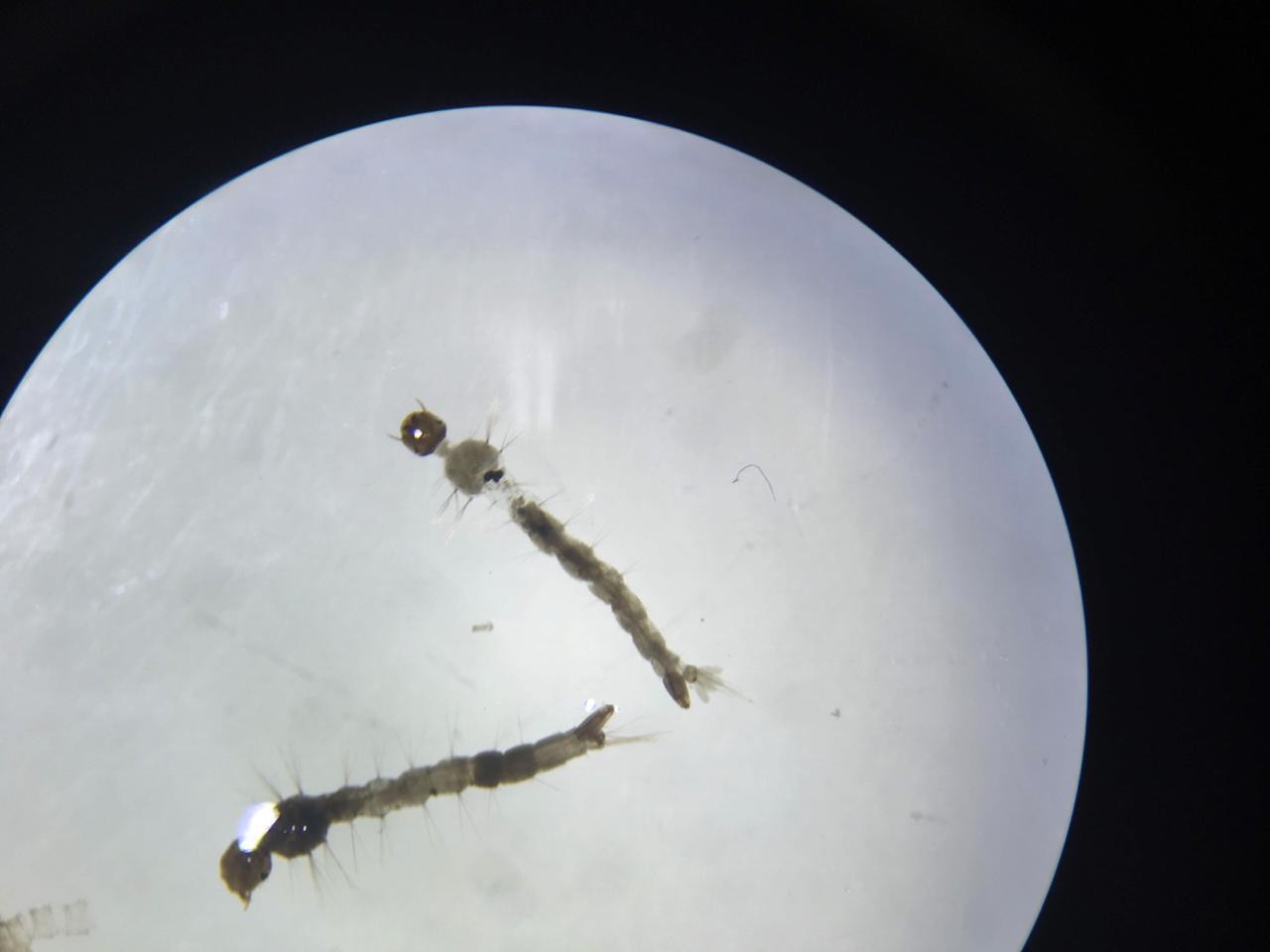 Larvas de Aedes Aegypti vistas em microscopia  (Foto: Acervo Pessoal/ Layse Emmanuele Reis )