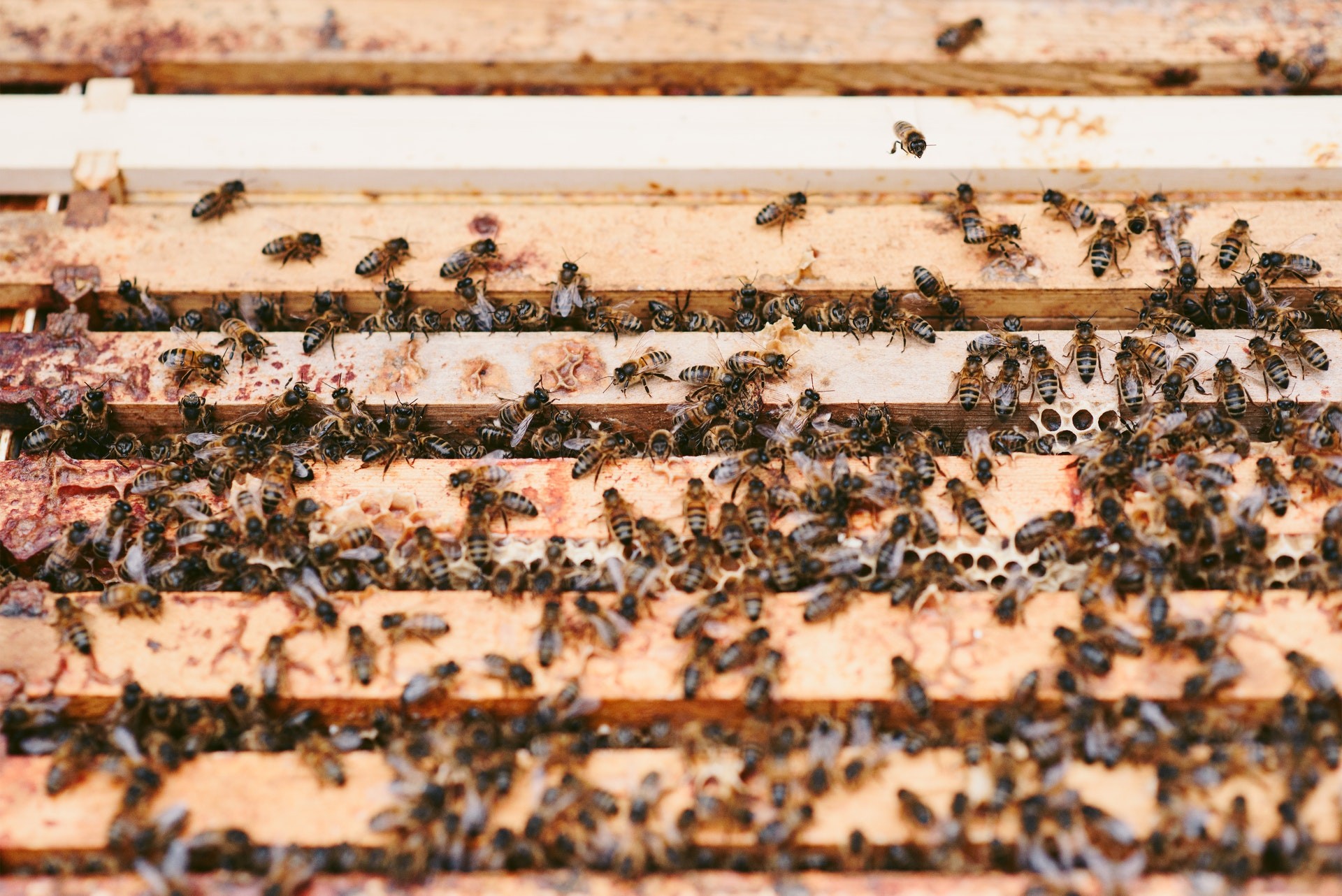 Devido a ameaças ambientais, abelhas passaram a viver em áreas desconhecidas para o animal (Foto: Pexels / Anete Lusina/ CreativeCommons)