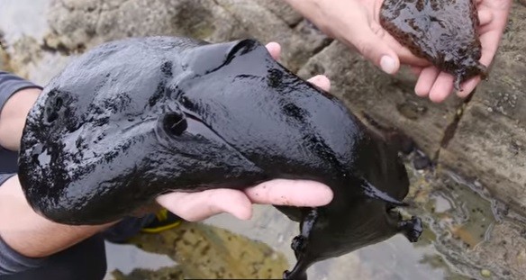 A lesma negra comparada a um lesma de outra espécie