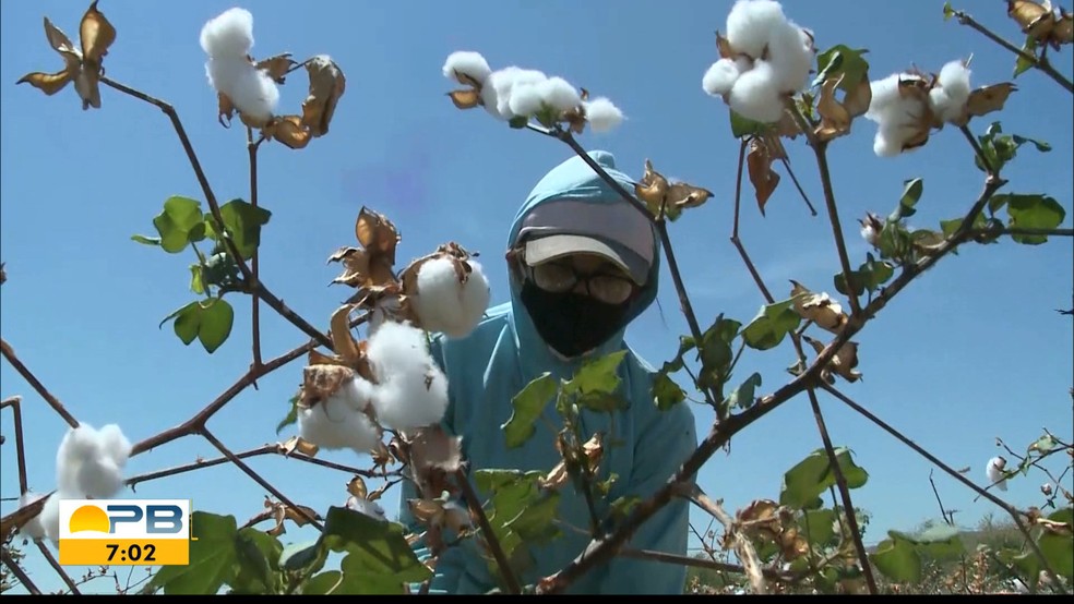 Pai trabalha no plantio de algodão para pagar faculdade dos filhos, na Paraíba — Foto: Reprodução/TV Paraíba