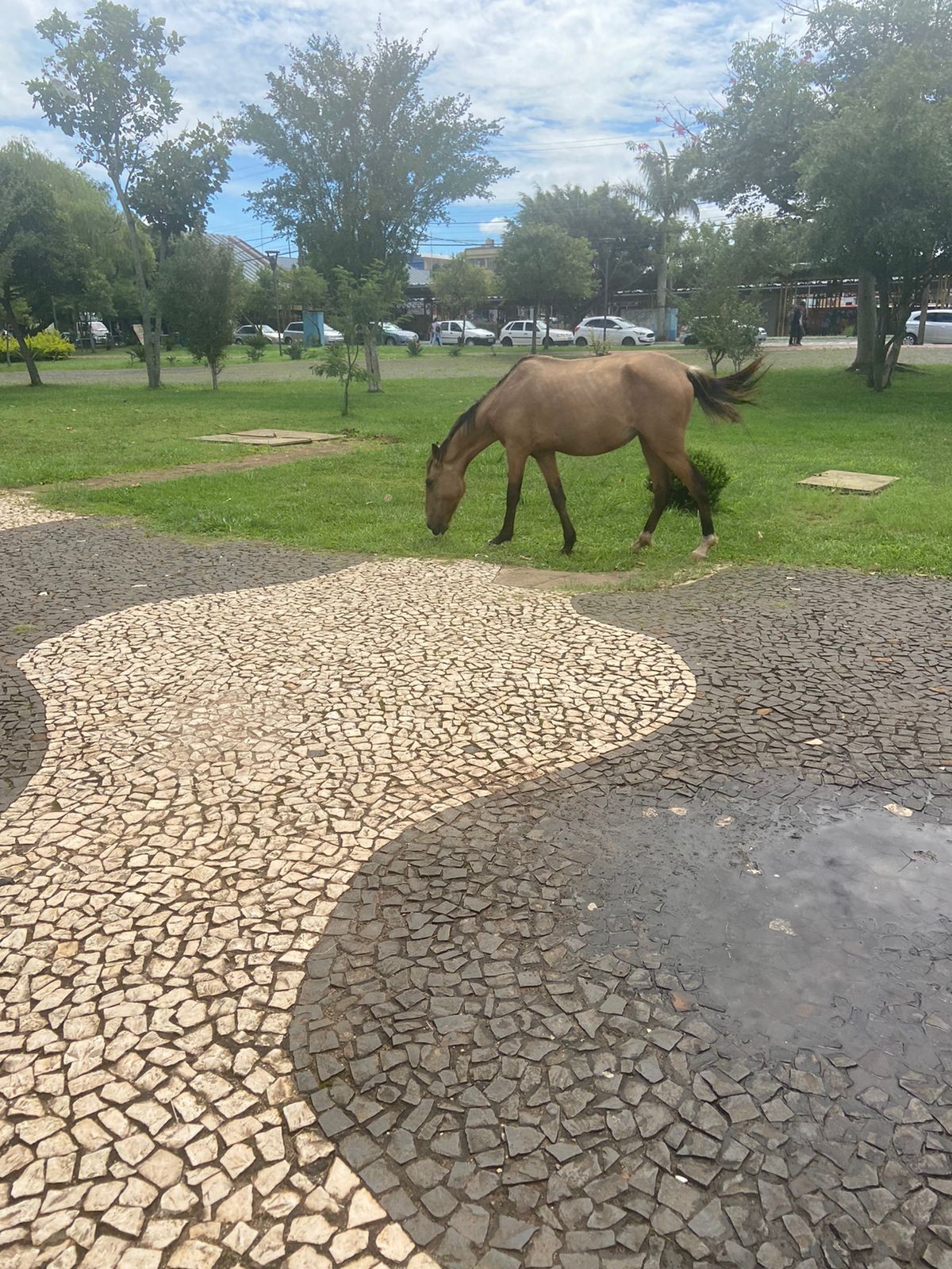Serviço de recolhimento de animais de grande porte é retomado nesta segunda (28) em Ponta Grossa