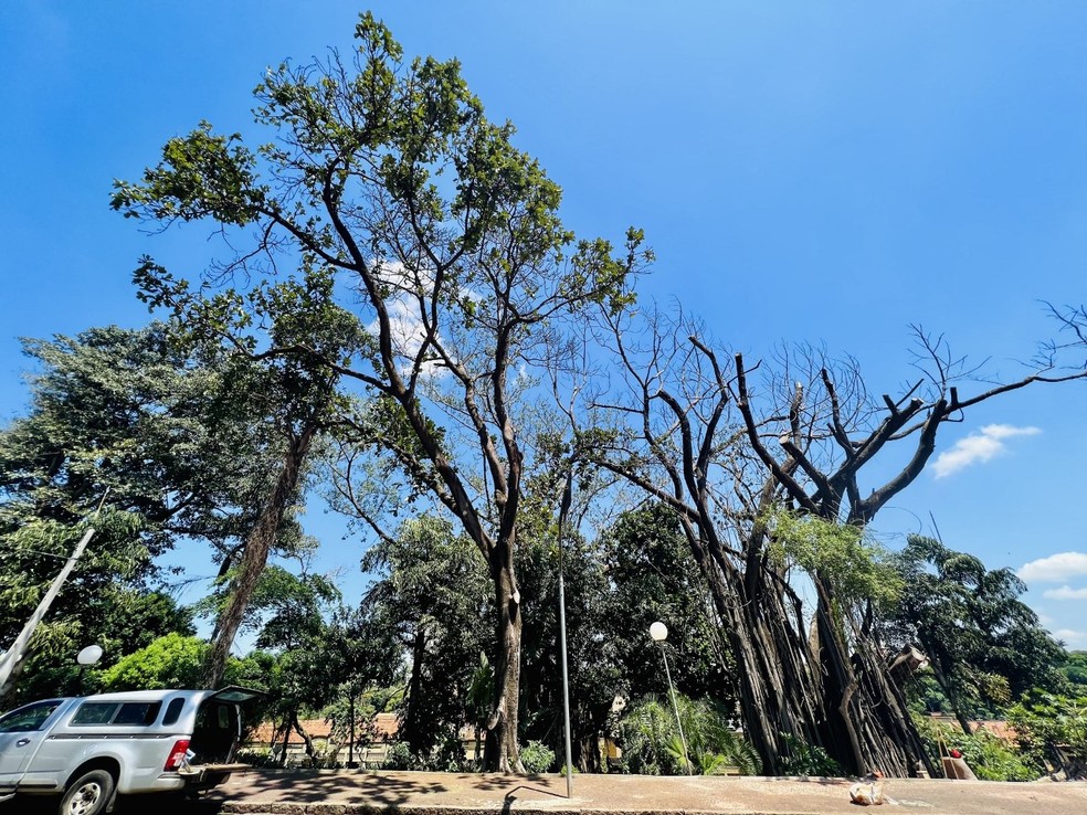 Árvores da Rua Luiz de Queiroz — Foto: Maycon Barbon