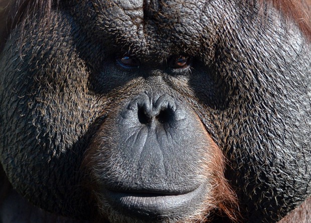 Orangotango 'encara' fotógrafo em zoo na Rússia (Foto: Vasily Maximov/AFP)