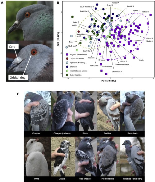 Raros ancestrais das pombas são vistos em ilhas britânicas e irlandesas  (Foto: Artigo via iScience)
